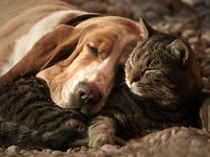 amor-animal-love-gato-perro.jpg